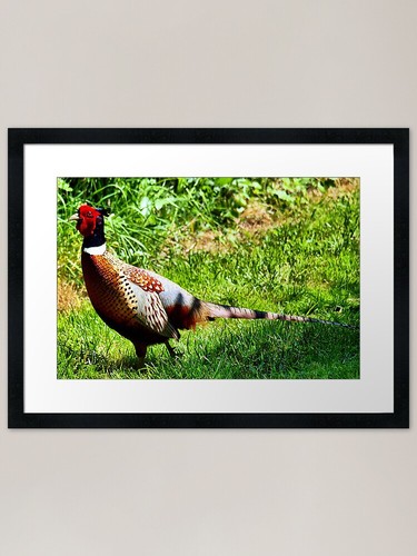 Pleasant pheasant framed art - pleasant,