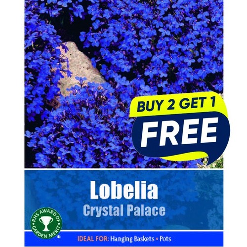 Flower seeds lobelia crystal - seeds,