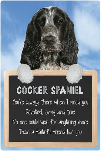 Blue roan english cocker - english,