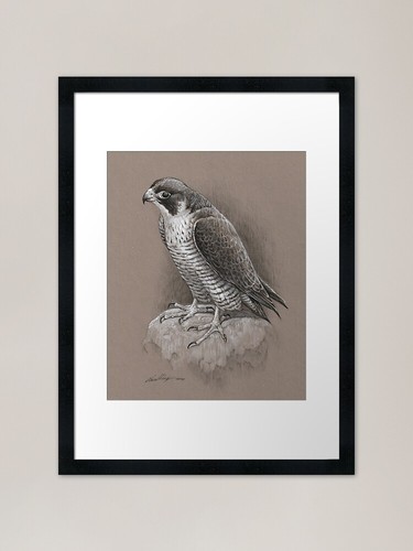 Peregrine falcon framed art - peregrine,