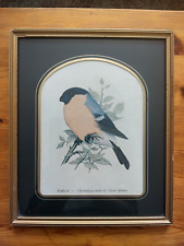 Framed Print of a Male Eurasian Bullfinch Bird by David Andrews