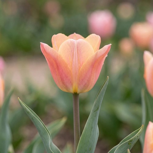 Tulip apricot beauty bulbs - 'apricot,