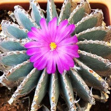 Geohintonia mexicana 5 SEEDS -