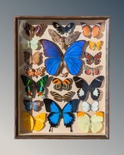 Beautiful Tropical Butterfly