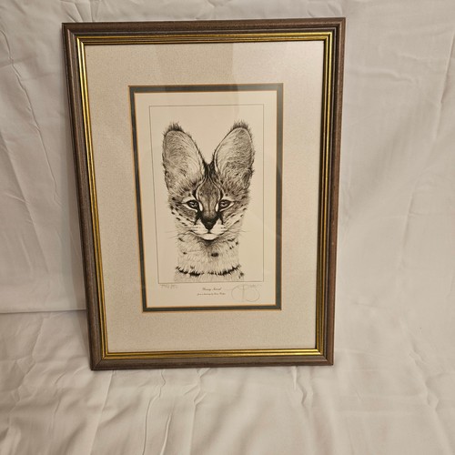 Gary hodges young serval - "young, serval"