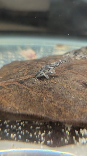 Scleromystax barbatus banded - scleromystax, "banded