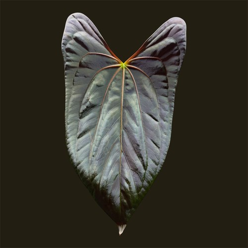 Anthurium dark phoenix - (dark,
