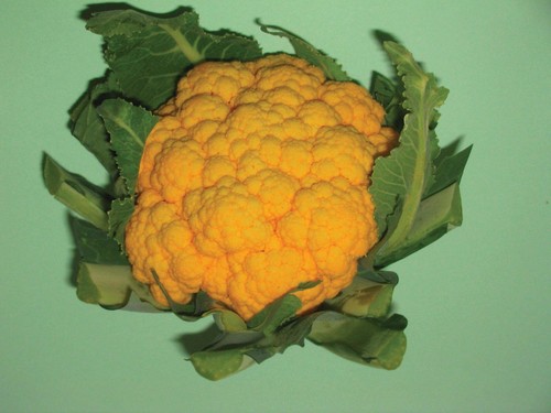 Orange cauliflower plug plants - cauliflower,