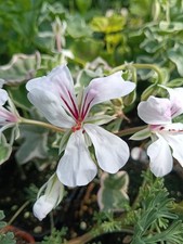 Pelargonium 'L'Elegante' BRITISH GROWN-ideal SCENTED leaf plants for Christmas