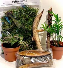 LIVING Terrarium Vivarium Invertebrate Starter Kit (SMALL) Plants, Moss & More