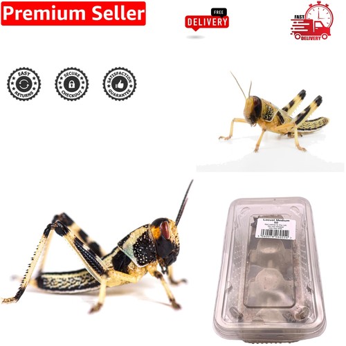 Sustainably bred live locusts - sustainably,