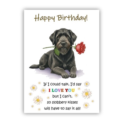 Bouvier des flandres birthday - bouvier,