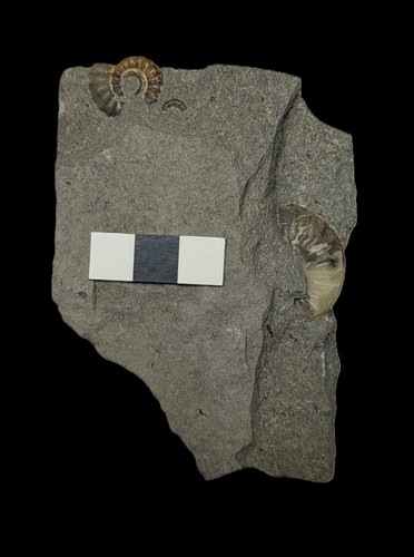 Unprepared ammonite fossils