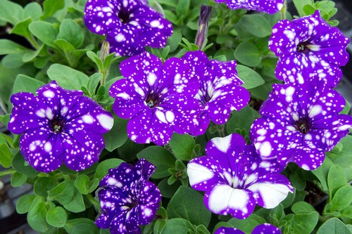 Petunia night sky plug - 6,