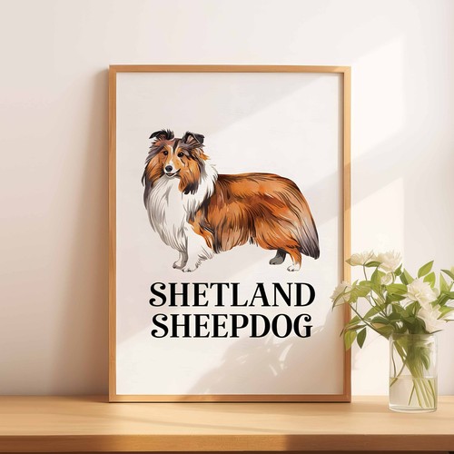 Shetland sheepdog - a4,