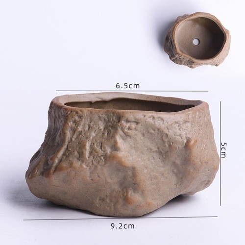 Stone shape succulent - succulent, plant