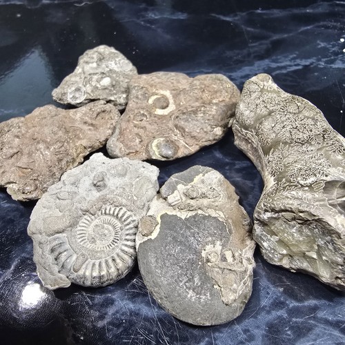 Pyrite ammonite fossils - pyrite,
