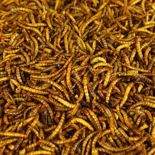 Juicy dried mealworms - dried,