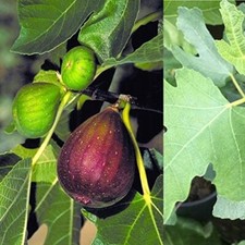 Ficus Carica 'Brown Turkey' - Strong Fig Tree in 9cm Pot - Ready to Plant