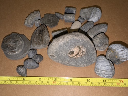 Jurassic marine fossil - marine,