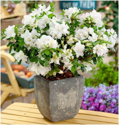 Dwarf japanese azalea japonica - japanese,