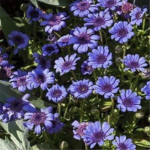 Felicia beautiful blue - felicia,