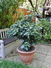 Bay tree in pot