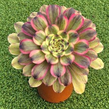 Aeonium 'Firefly Pink' -  Rare