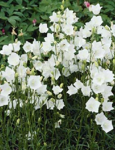 Campanula persicifolia takion - campanula,