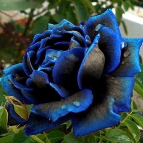 Multi coloured rose seeds - coloured,