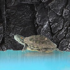  Reptile Background for