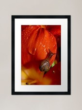 It's A Snail's Life Framed Art