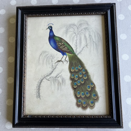 Vintage painting peacock - of, a