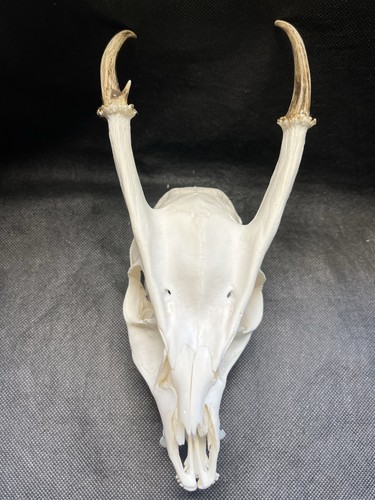 Unusual rye nosed muntjac - rye,