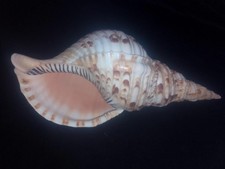 Large triton trumpet - triton's, sea