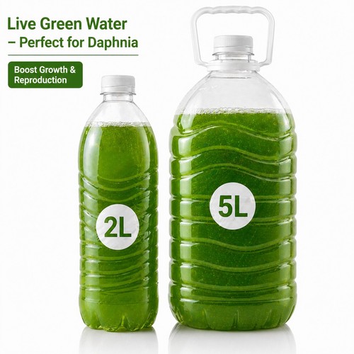 Live green water culture 2l - culture,