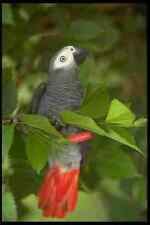 654056 African Gray Parrot A4 Photo Print
