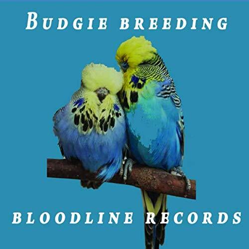 Budgie breeding bloodline