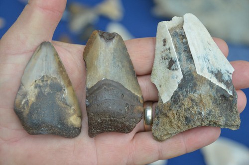 Amazing value megalodon - amazing, value,