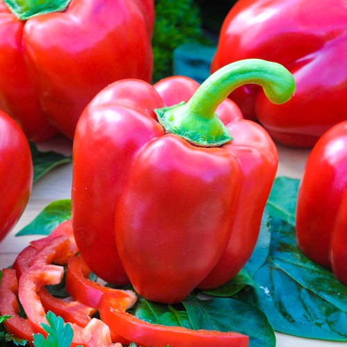 Pepper bendigo potted garden - |,