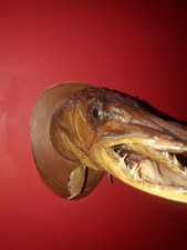 Vintage taxidermy northern - vintage,