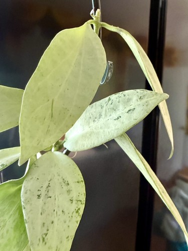 Super silver hoya nicholsoniae - super,