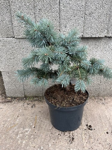 Douglas fir blue wonder - 'blue, wonder'