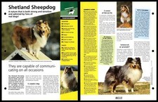 Shetland Sheepdog - Temperament - Dogs Of The World Atlas Fact File Card