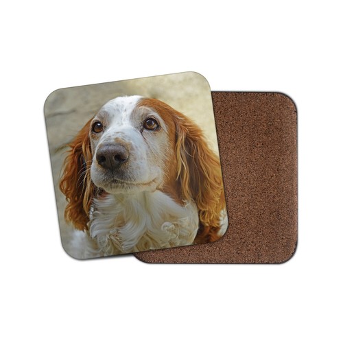 Welsh springer spaniel - welsh, dog