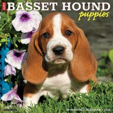 Basset Hound Puppies 2026 12 X 12 Wall Calendar by Willow Creek Press
