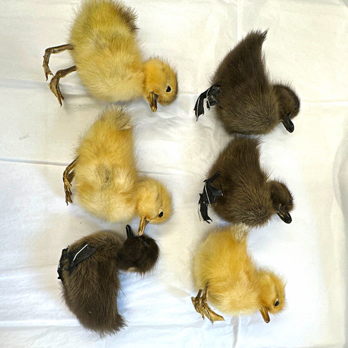 Lot ducking taxidermy - lot, 6