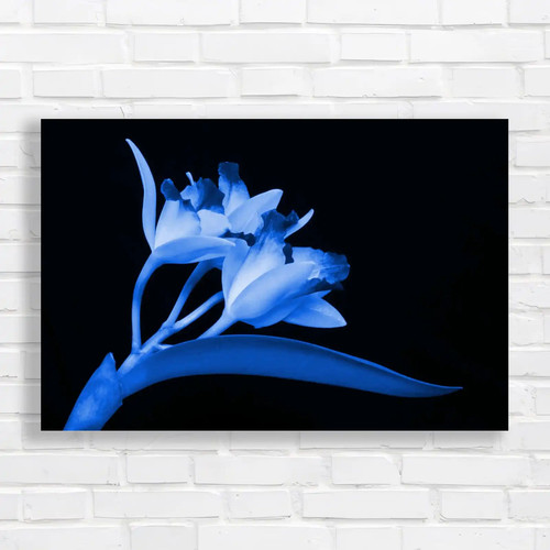Cattleya flowers exquisite - flowers,