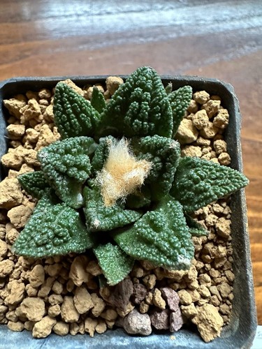 Ariocarpus hintonii own - ariocarpus, b.