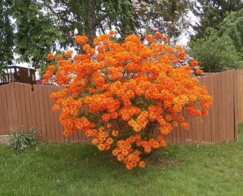 Orange azalea plant hardy - plant,